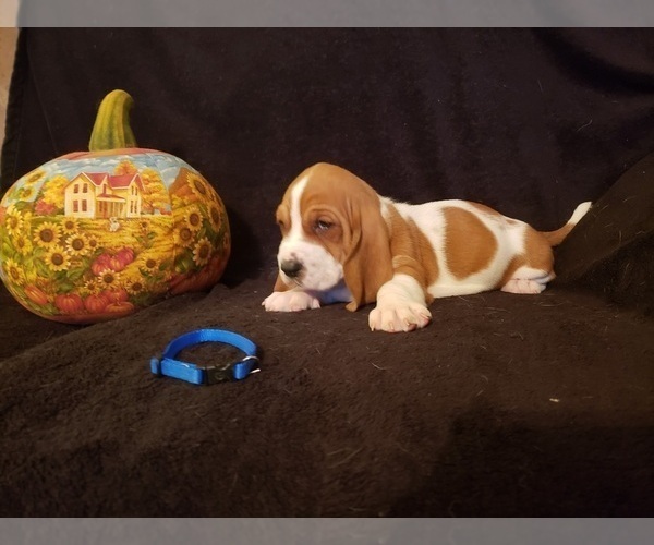 Medium Photo #17 Basset Hound Puppy For Sale in CLAREMORE, OK, USA