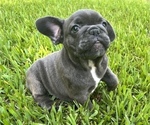 Small Photo #2 French Bulldog Puppy For Sale in FLEMING ISLAND, FL, USA