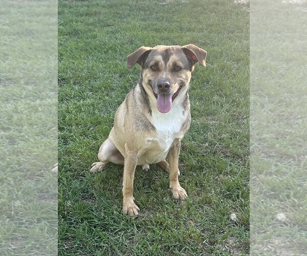 Medium Photo #3 Mutt Puppy For Sale in Eastman, GA, USA