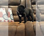 Small #4 Cane Corso