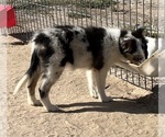 Small #23 Shetland Sheepdog
