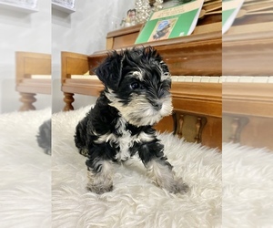 Schnauzer (Miniature) Puppy for sale in CUTLER BAY, FL, USA