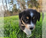 Small Photo #9 Miniature Australian Shepherd Puppy For Sale in MIDDLEBURG, FL, USA