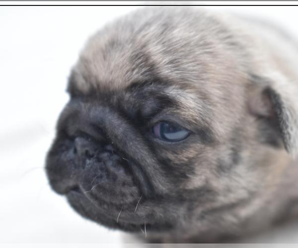 Medium Photo #8 Pug Puppy For Sale in PALM COAST, FL, USA