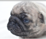 Small #7 Pug