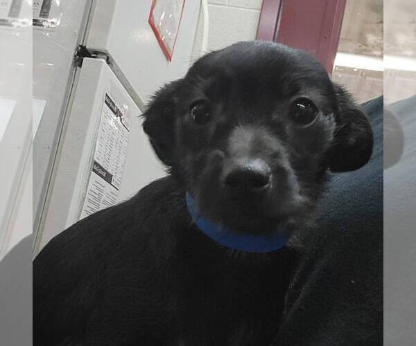 Medium Photo #4 Mutt Puppy For Sale in Plymouth, MN, USA