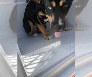 Australian Kelpie-Unknown Mix Dogs for adoption in Houston, TX, USA