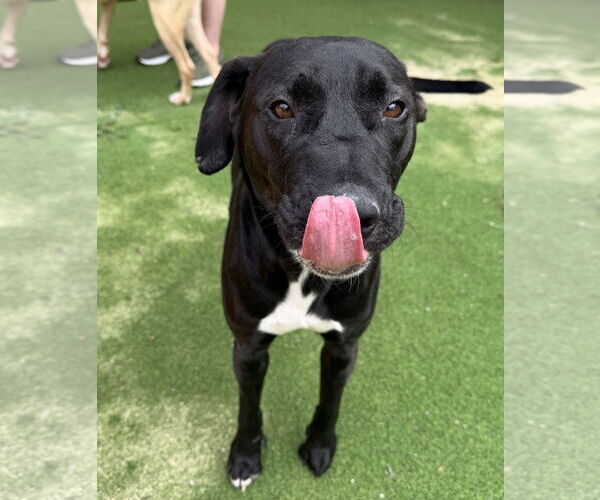 Medium Photo #2 Labrador Retriever-Unknown Mix Puppy For Sale in The Woodlands, TX, USA