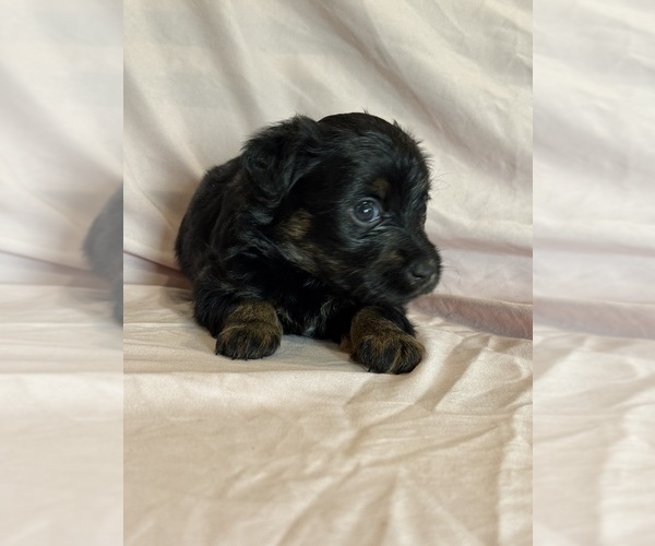 Medium Photo #3 Corgipoo Puppy For Sale in LONGMONT, CO, USA
