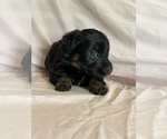 Sonnet - Female Corgipoo Puppy for Sale - Photo #3