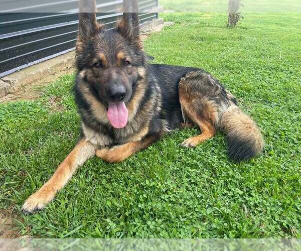 Medium Photo #1 German Shepherd Dog Puppy For Sale in Evansville, IN, USA
