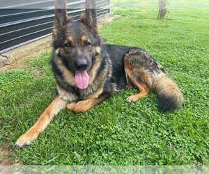 German Shepherd Dog Dogs for adoption in Evansville, IN, USA