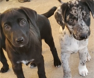 Puppy for sale in COLORADO SPRINGS, CO, USA