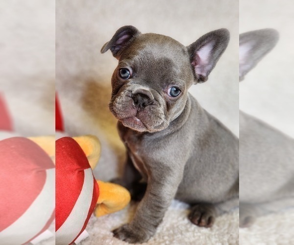 Medium Photo #6 French Bulldog Puppy For Sale in CAPE CORAL, FL, USA