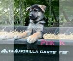 Puppy 5 German Shepherd Dog-Siberian Husky Mix