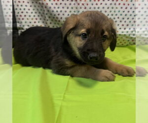 Mutt Dogs for adoption in New Oxford , PA, USA