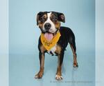 Small American Pit Bull Terrier Mix