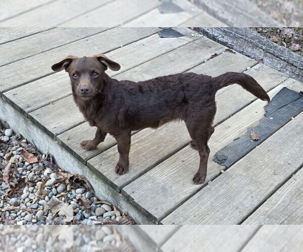 Medium Photo #3 Mutt Puppy For Sale in Woodsfield, OH, USA