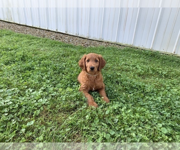 Medium Photo #2 Goldendoodle Puppy For Sale in RITTMAN, OH, USA