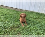 Small Photo #2 Goldendoodle Puppy For Sale in RITTMAN, OH, USA