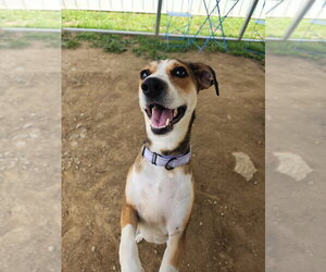 Nugget - Female Mutt Dog for Adoption - Photo #4