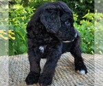 Small #7 F2 Aussiedoodle