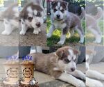 Small Photo #3 Siberian Husky Puppy For Sale in SHERWOOD, OR, USA