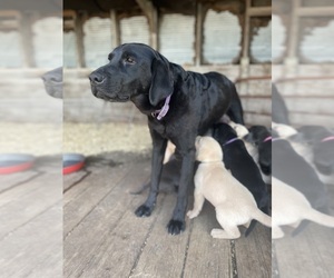 Mother of the Labrador Retriever puppies born on 05/15/2025