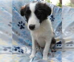 Small #3 Mutt