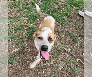 Mutt Dogs for adoption in Rockaway, NJ, USA