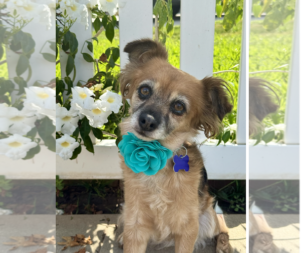 Medium Photo #5 Chihuahua-Cocker Spaniel Mix Puppy For Sale in Newport Beach, CA, USA