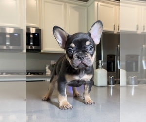Medium French Bulldog