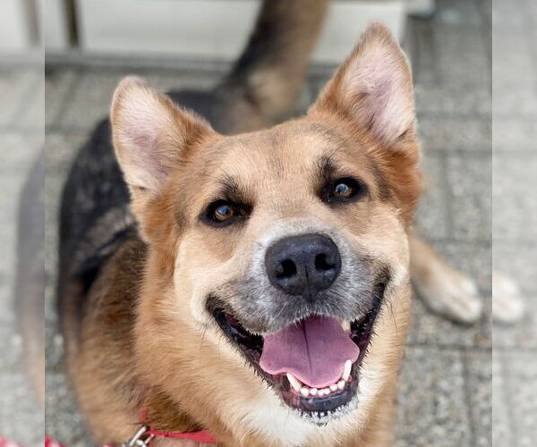 Medium Photo #20 Mutt Puppy For Sale in Canton, CT, USA
