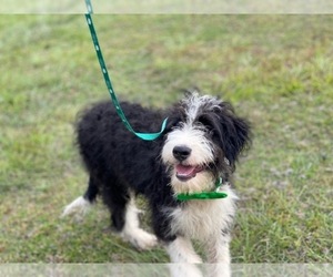 Aussiedoodle Miniature Puppy for sale in LAKELAND, FL, USA