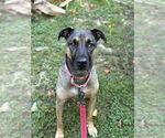 Small #10 German Shepherd Dog Mix