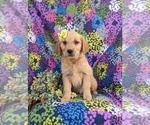Small Photo #4 Golden Retriever Puppy For Sale in NEW PROVIDENCE, PA, USA
