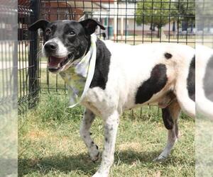 Labrador Retriever-Unknown Mix Dogs for adoption in San Antonio, TX, USA
