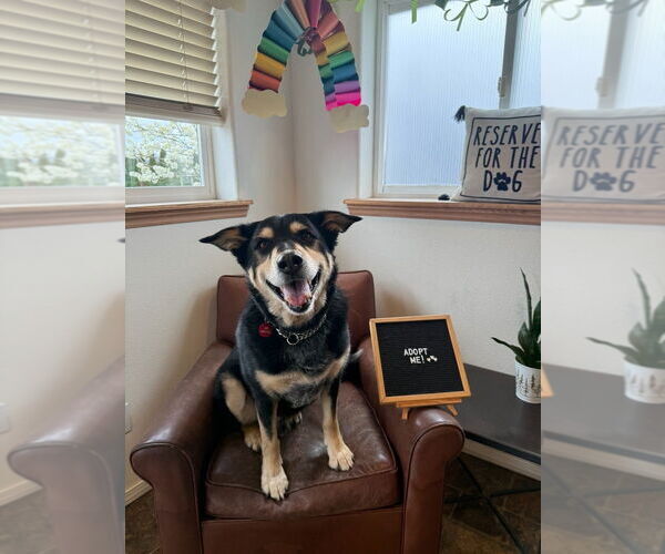 Medium Photo #5 Mutt Puppy For Sale in Bellingham, WA, USA