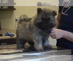 Small Photo #15 Keeshond Puppy For Sale in FAYETTEVILLE, TN, USA
