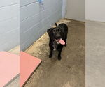 Small #3 Labrador Retriever