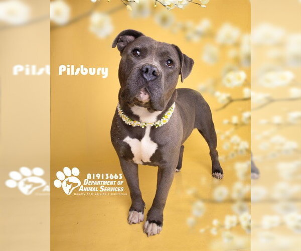 Medium Photo #1 Mutt Puppy For Sale in Riverside, CA, USA