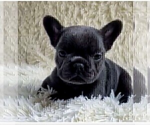 French Bulldog Puppy for Sale in CLEARWATER, Florida USA