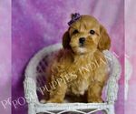 Small Photo #47 Goldendoodle (Miniature) Puppy For Sale in WARSAW, IN, USA