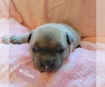 Small Photo #7 American Bully Puppy For Sale in OLYMPIA, WA, USA