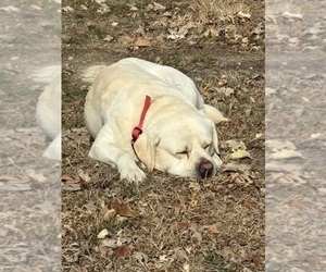 Father of the Golden Labrador puppies born on 04/18/2026