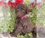 Puppy Chanel Goldendoodle