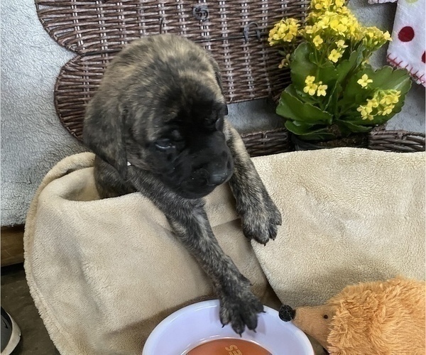 Medium Photo #19 Mastiff Puppy For Sale in BRUCETON MILLS, WV, USA