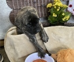 Small Photo #19 Mastiff Puppy For Sale in BRUCETON MILLS, WV, USA