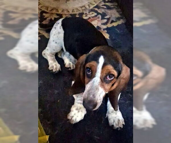 Medium Photo #1 Basset Hound Puppy For Sale in Deepwater, NJ, USA