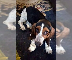 Basset Hound Dogs for adoption in Deepwater, NJ, USA